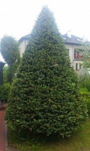 augalu karpymas
