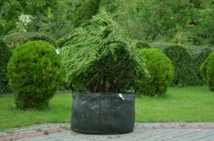 cube topiary augalu skulptura