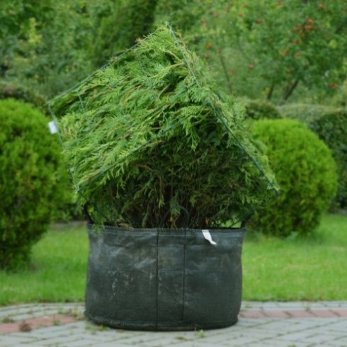cube topiary augalu skulptura