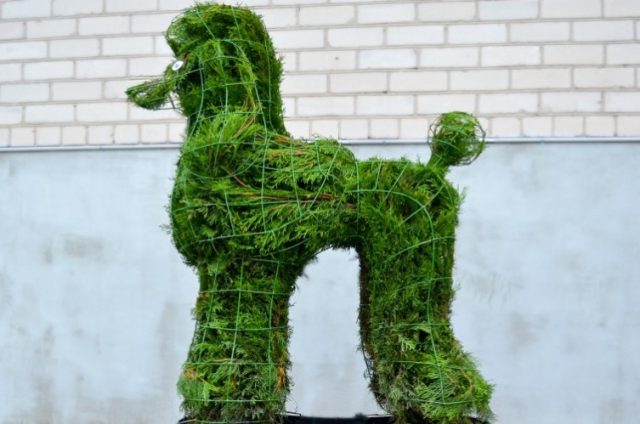 topiary topiari pudelis dog