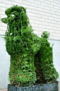 topiary topiari pudelis dog