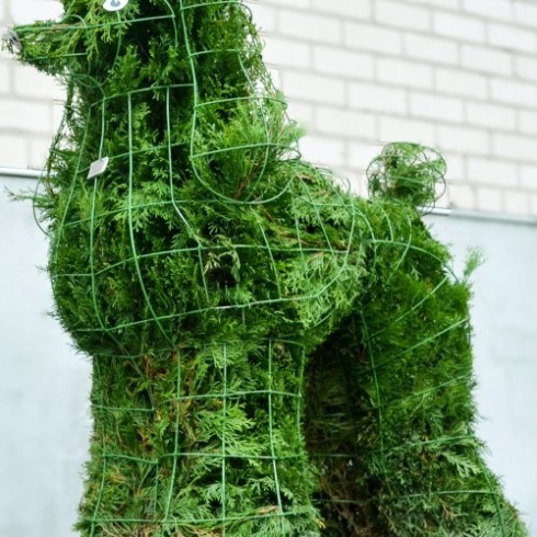 topiary topiari pudelis dog