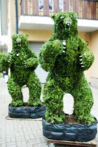 topiari bear meska grizlis topiary