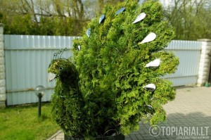 topiari povas topiary