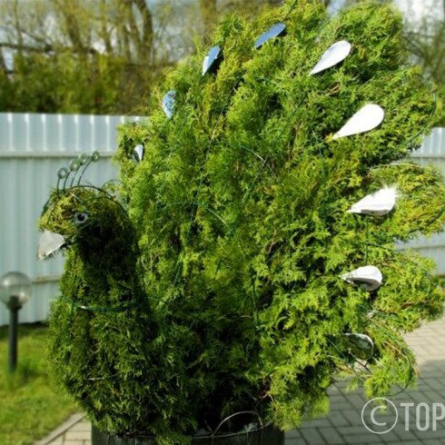 topiari povas topiary