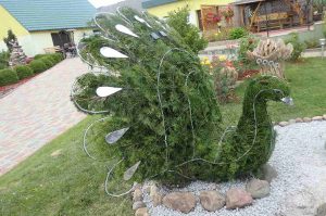 povas topiari topiary apsivetimas