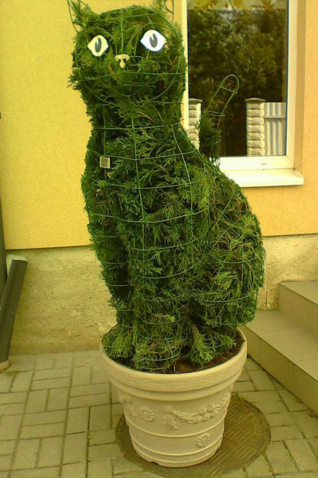 kate cat topiary ziema
