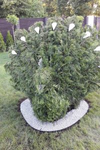povas topiary