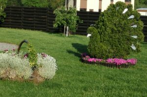 povas augalu skulptura topiary topiari