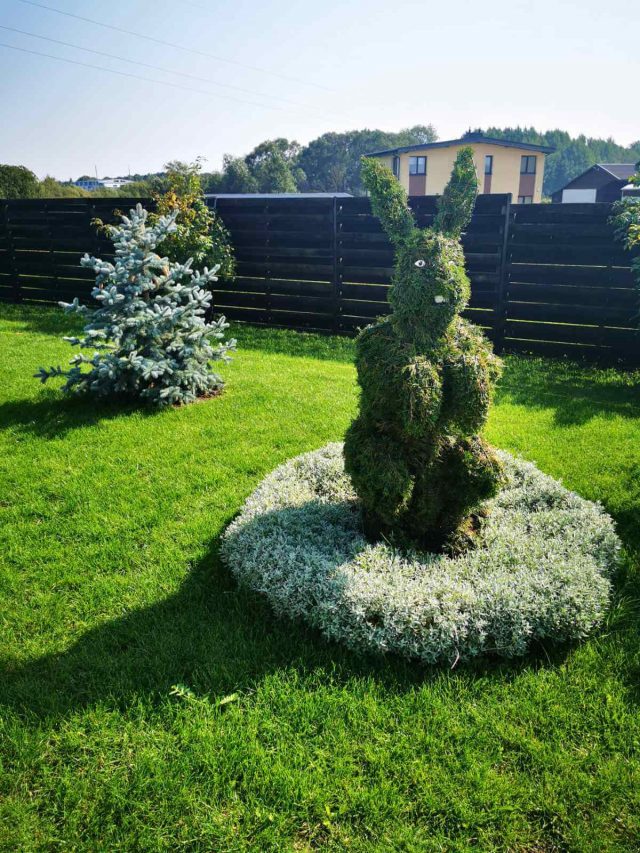 zuikis rabbit topiary