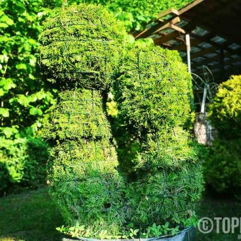 Augalu skulptura grybu porele grybai remas topiary topariai