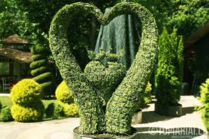 sirdeles sirdele Augalu skulptura arka remas topiary topariai
