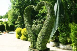 sirdeles sirdele Augalu skulptura arka remas topiary topariai