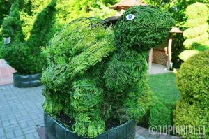 topiari vezlys topiariai skultpura tuja