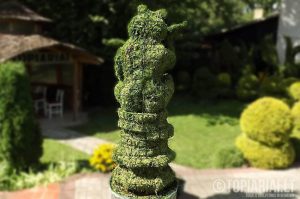 varle pinigai remas topiary augalu skulptura tujos