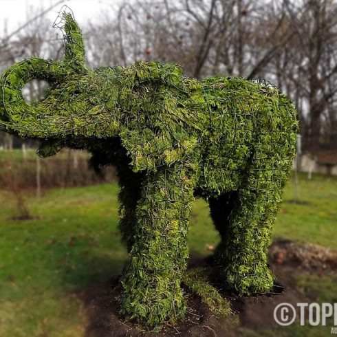 dramblys remas topiary augalu skulptura tujos