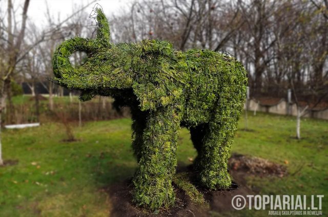 dramblys remas topiary augalu skulptura tujos