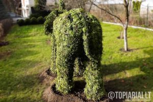 dramblys remas topiary augalu skulptura tujos
