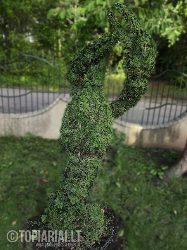 zodiako zenklas vezys remas topiary augalu skulptura tujos