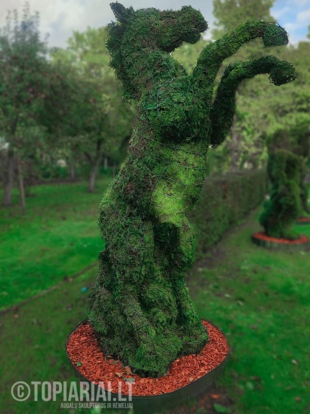 žirgas arklys vytis remas topiary augalu skulptura tujos