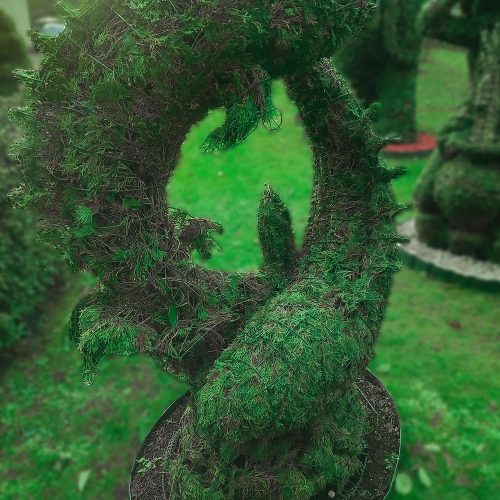 zodiako zenklas zuvys remas topiary augalu skulptura tujos